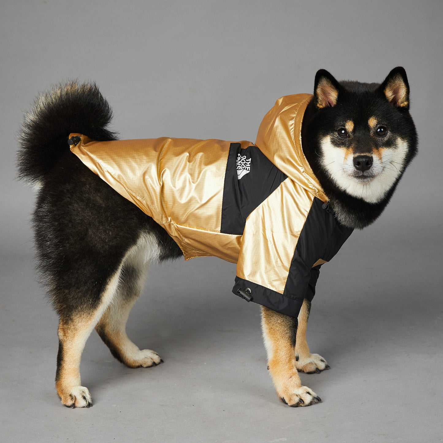 Imperméable élégant pour chien, protection contre la pluie
