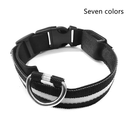 Collier LED lumineux pour chien et chat, visibilité accrue