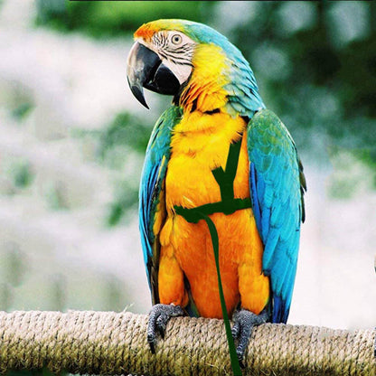 Harnais et Corde de Vol pour Oiseaux - Papapattes