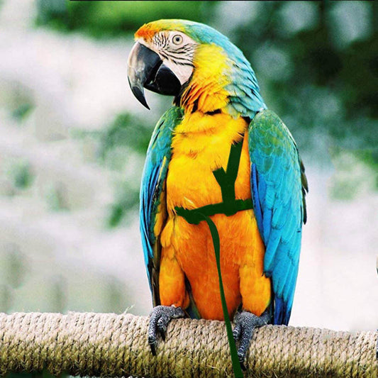 Harnais et Corde de Vol pour Oiseaux - Papapattes