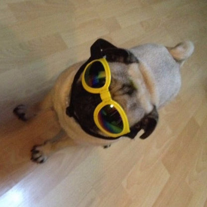 Lunettes de soleil pliables pour chien, style et protection contre les rayons UV.