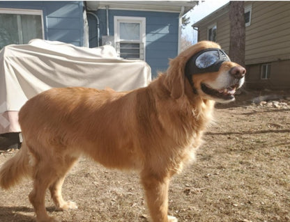 Lunettes de Protection Étanches pour Chien - Papapattes