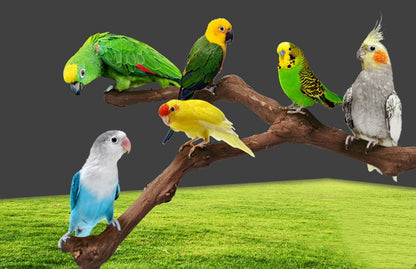 Support Naturel pour Perroquets - Papapattes