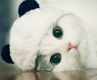 Chapeau panda pour animaux - Papapattes