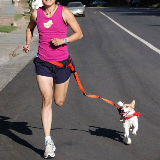 Laisse de Traction Attractive pour Chiens - Sécurisée et Pratique