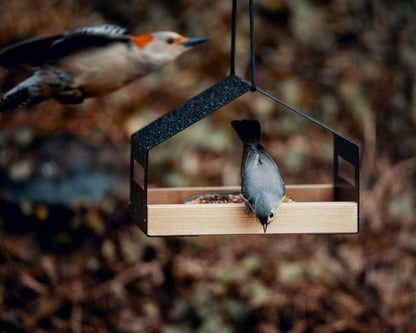 Mangeoire suspendue élégante pour oiseaux - Papapattes