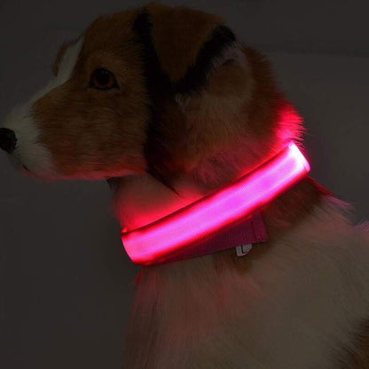 Collier LED lumineux pour chien et chat, visibilité accrue