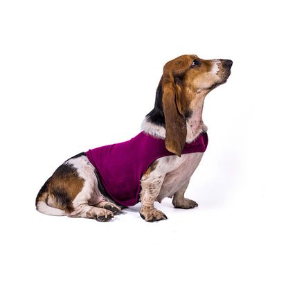 Veste Anti-Anxiété pour Chien et Chat - Papapattes