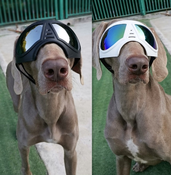 Lunettes de Protection Étanches pour Chien - Papapattes