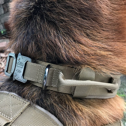 Collier en nylon résistant pour chien, alliant sécurité et confort supérieur.