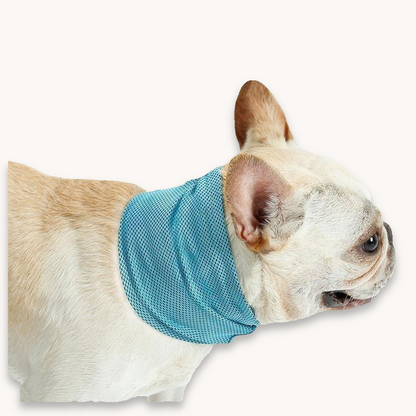 Bandana Rafraîchissant pour Animaux - Papapattes
