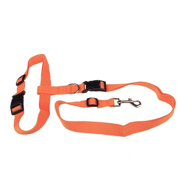 Laisse de Traction Attractive pour Chiens - Sécurisée et Pratique