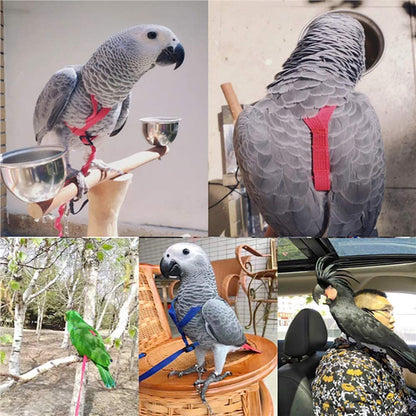 Harnais et Corde de Vol pour Oiseaux - Papapattes