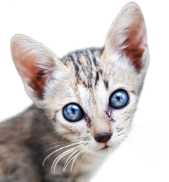 Chats