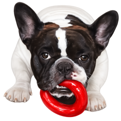 Chiens