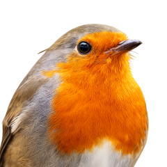 Oiseaux
