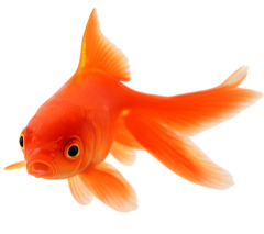 Poissons
